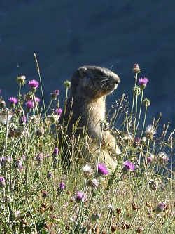 Marmotte curieuse